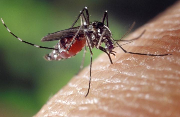 Доцент КФУ объяснил активность комаров в Казани