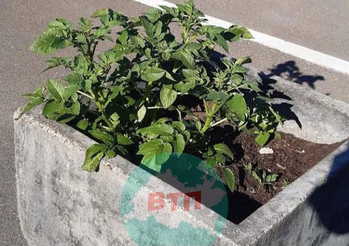 В Казани в городскую клумбу вместо цветов посадили картошку