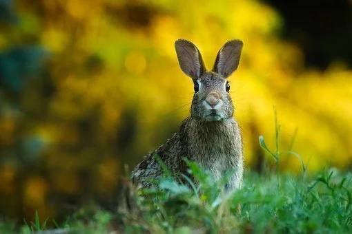 Россиянам разрешили разводить кроликов и кур на садовых участках