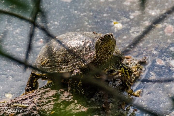 В Бугульме обнаружили редкий вид черепах