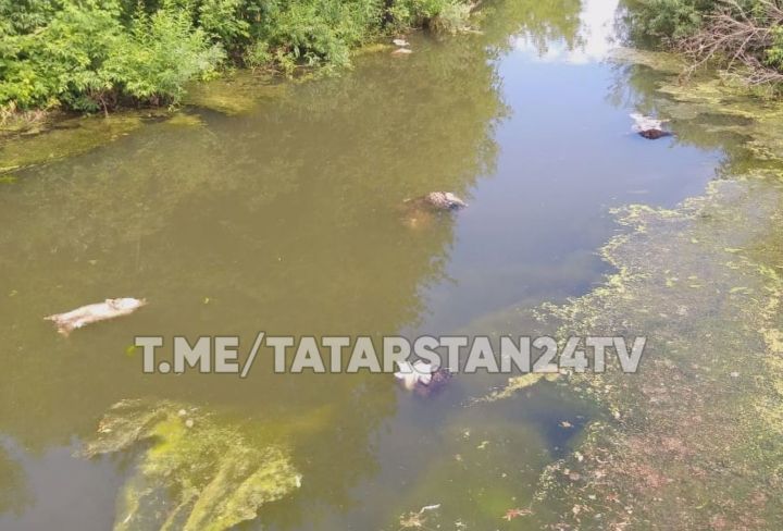 В Татарстане после Курбан-байрама тушки и кишки баранов скинули в реку