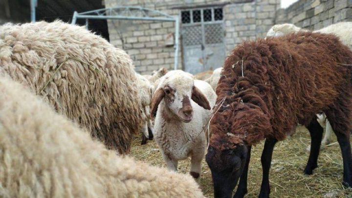 В Татарстане на Курбан-байрам принесли в жертву 13 369 животных