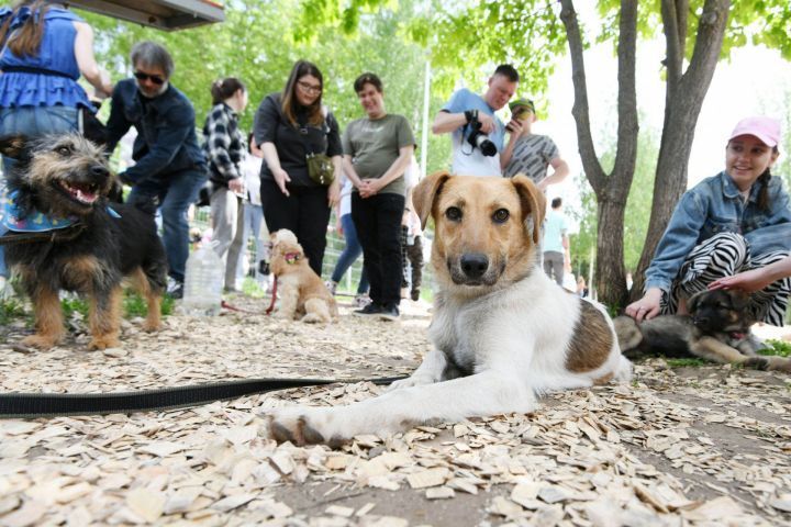 17 июля в парке «Крылья Советов» казанцы смогут забрать собак из приюта