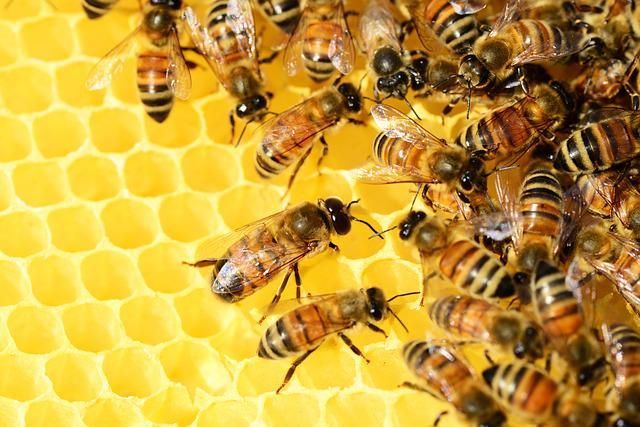 В Альметьевском районе произошла массовая гибель пчел