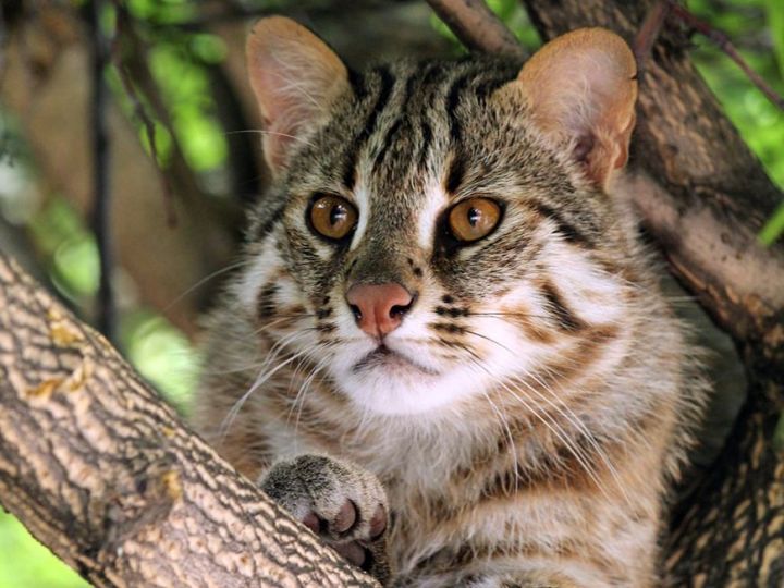 Дальневосточный лесной кот поселился в казанском зооботсаду