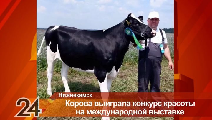 Корова из Нижнекамска выиграла международный конкурс красоты