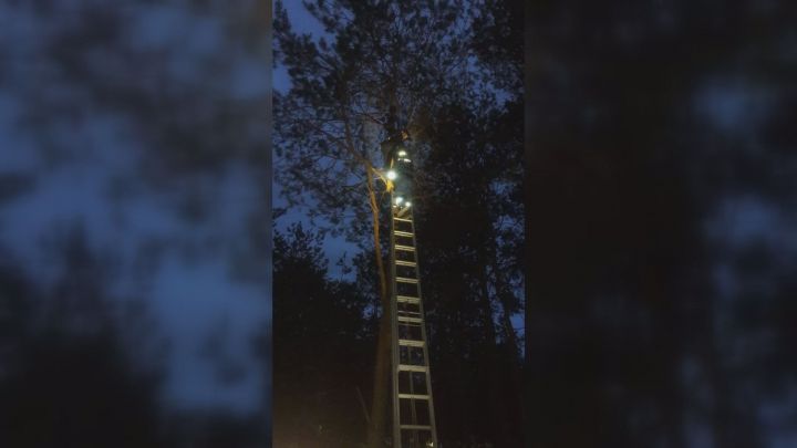 В Альметьевске 12-летний мальчик застрял на дереве на высоте четвертого этажа