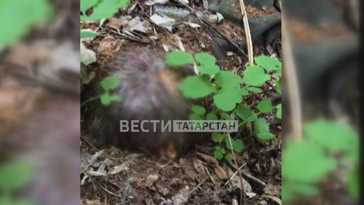 «Увидел комок волос»: в Казани в лесопосадке обнаружили человеческую голову