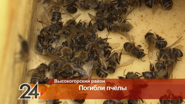 Десять миллионов пчел погибли в Высокогорском районе
