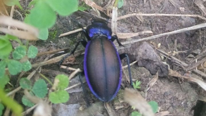 В Татарстане обнаружили редкого краснокнижного жука