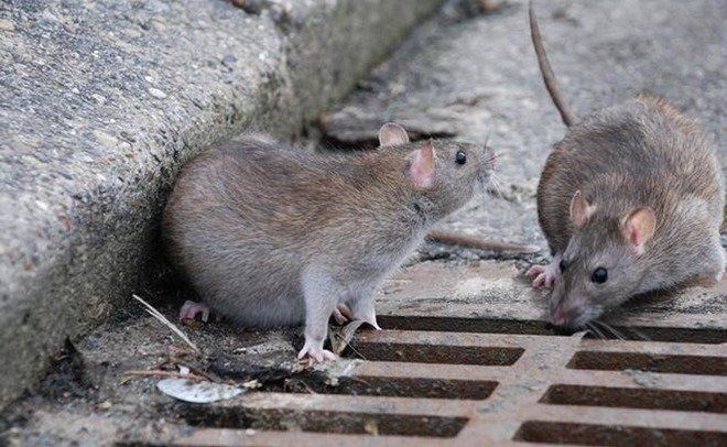 «Много нор»: крысы заполонили Московский рынок в Казани