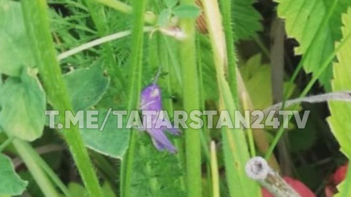 «Не как огуречик»: В Татарстане обнаружили фиолетового кузнечика