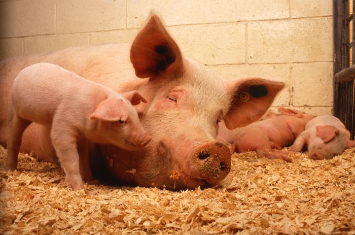 Татарстанцы недовольны компенсацией за убитых из-за африканской чумы свиней
