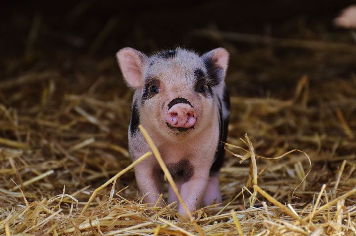 В Татарстане у фермеров изымут свиней для ликвидации очагов АЧС