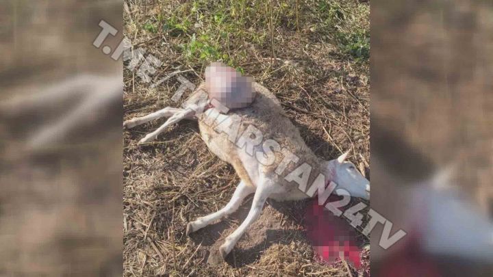 Бродячие собаки загрызли стадо овец в Высокогорском районе