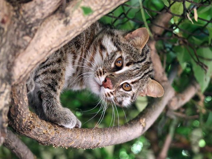 Дальневосточного лесного кота из казанского зооботсада назвали Тихоном