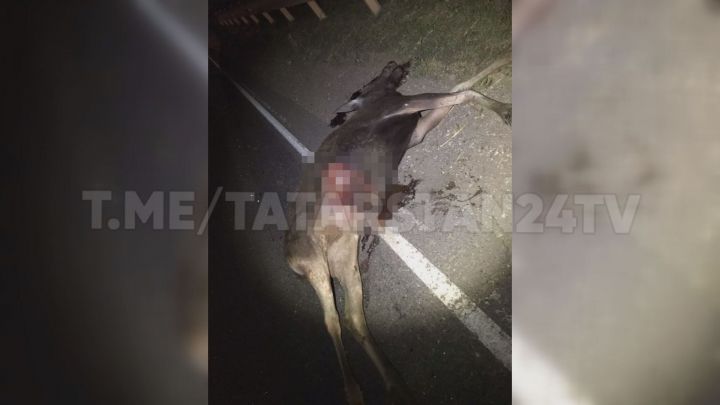 В Татарстане  «КамАЗ» насмерть сбил лося на трассе