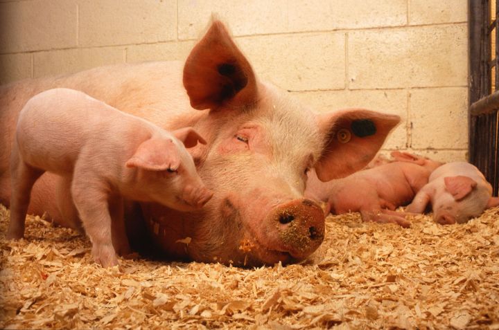В Спасском районе обнаружили очаг африканской чумы свиней