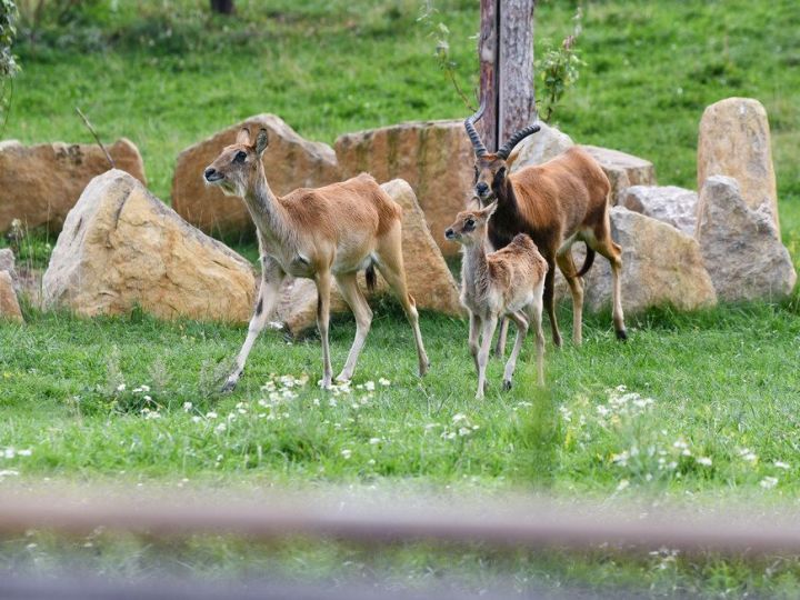 Детеныша африканских антилоп из казанского зоопарка назвали Чили