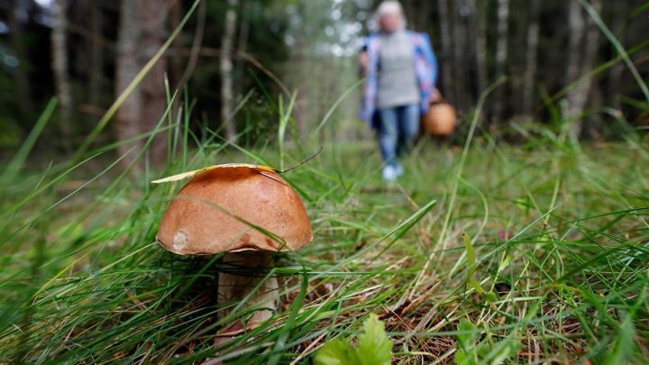Татарстанцам объяснили, почему в лесах республики пропали грибы