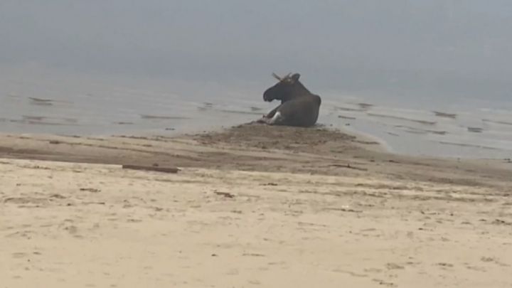Гулявшего на пляже Лаишевского района лося выпустили на волю