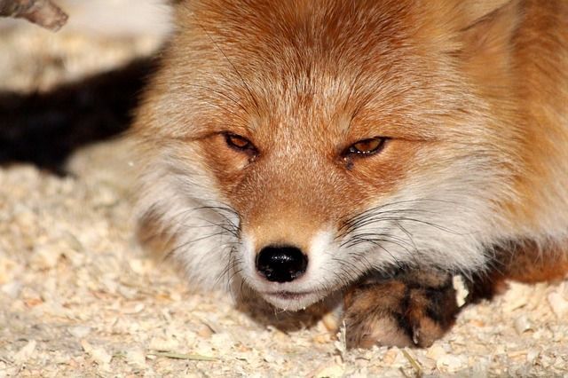 Татарстанцев предупредили о появлении лис в населенных пунктах