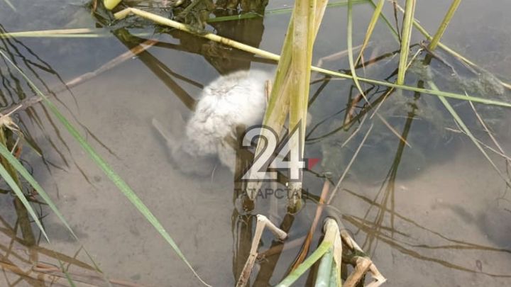 В реке рядом с казанским парком нашли мертвого кролика