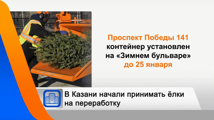 Сбор новогодних елок на переработку организовали в Казани
