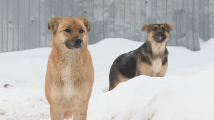 Искусственный интеллект поможет отслеживать бродячих собак в Татарстане