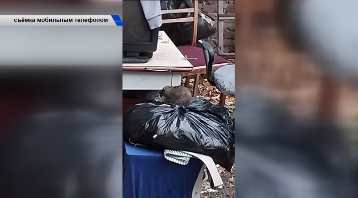 Жители Казани жалуются на нашествие крыс в мусорных контейнерах