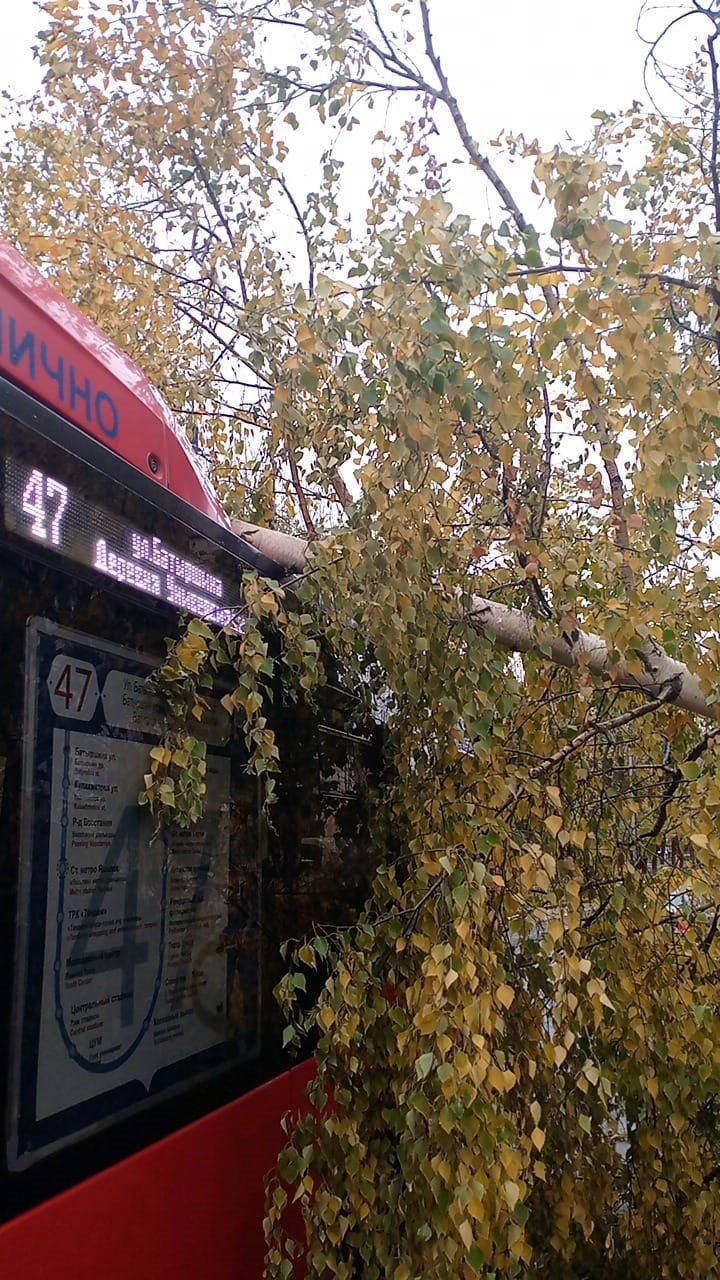 В Казани из-за штормового ветра дерево упало на автобус