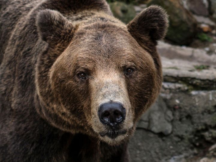 В Татарстане из-за большого количества медведей отменили гонки по бездорожью