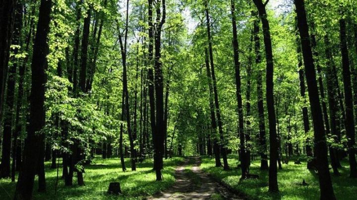 На одного татарстанца приходится более 280 деревьев