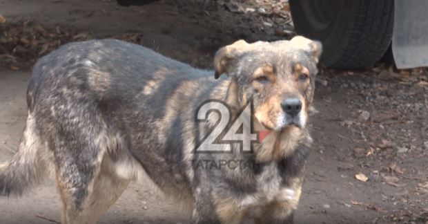В Казани на строительство площадки для выгула собак потратят 2,8 млн рублей