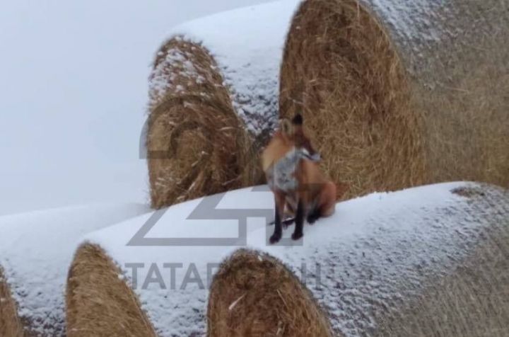 В Татарстане лисы позируют на рулонах соломы