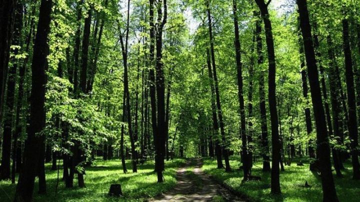 В Татарстане высадили более 3 млн саженцев деревьев в весенний и осенний период