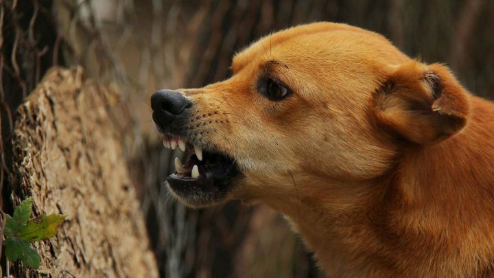 В Татарстане проведут проверку по факту нападения собаки на четвероклассницу