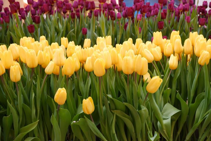 Челнинский «Парк культуры» приобретет луковицы тюльпанов почти на 8 млн рублей