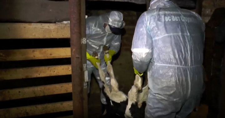 В Татарстане из-за новой вспышки бруцеллеза уничтожат более 5 тыс. коров