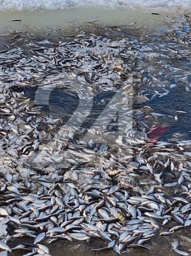 Стали известны причины массового мора рыбы в заливе Волги