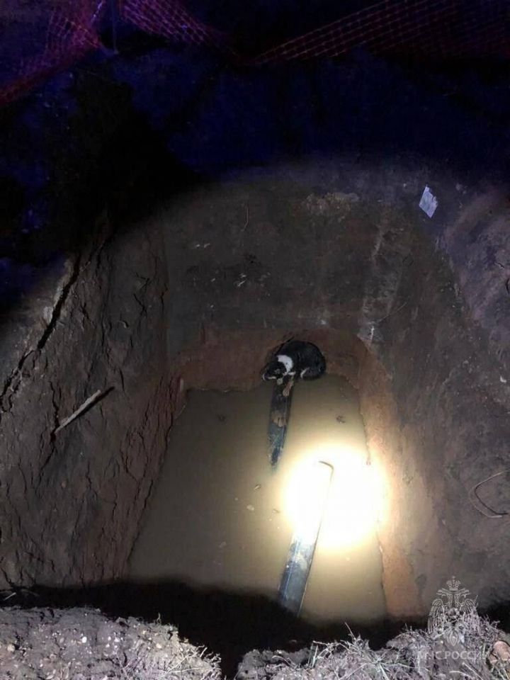 В Нижнекамске на промзоне спасли провалившуюся в яму собаку