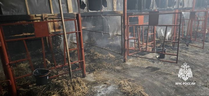 В пожаре на ферме в селе Нижний Куюк погибли 25 телят