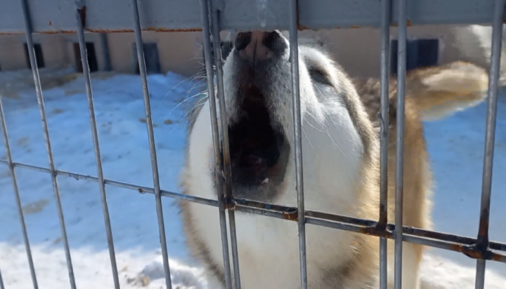 «Зооцентр» займется отловом бродячих собак в Казани в 2024 году