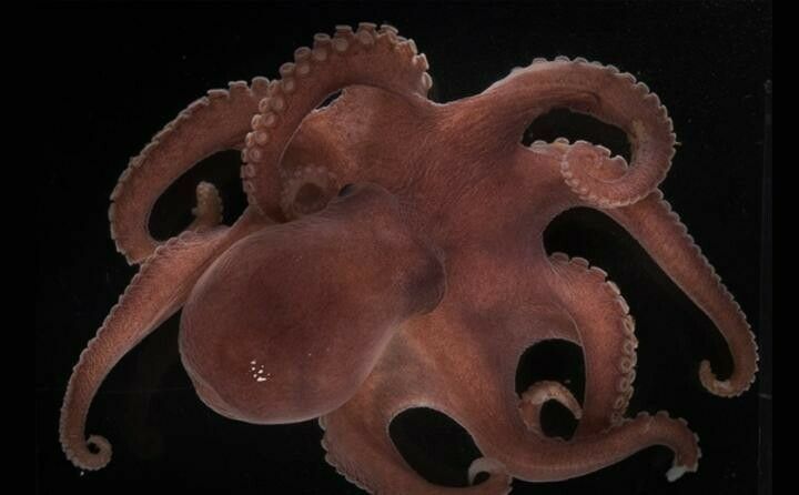 Ученые КФУ обнаружили неизвестный науке вид осьминога в арктических водах