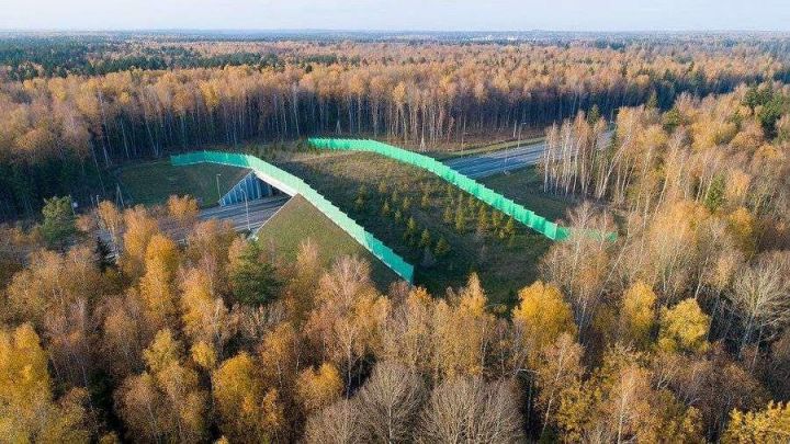 В Татарстане на трассе М-12 построят специальные переходы для диких животных