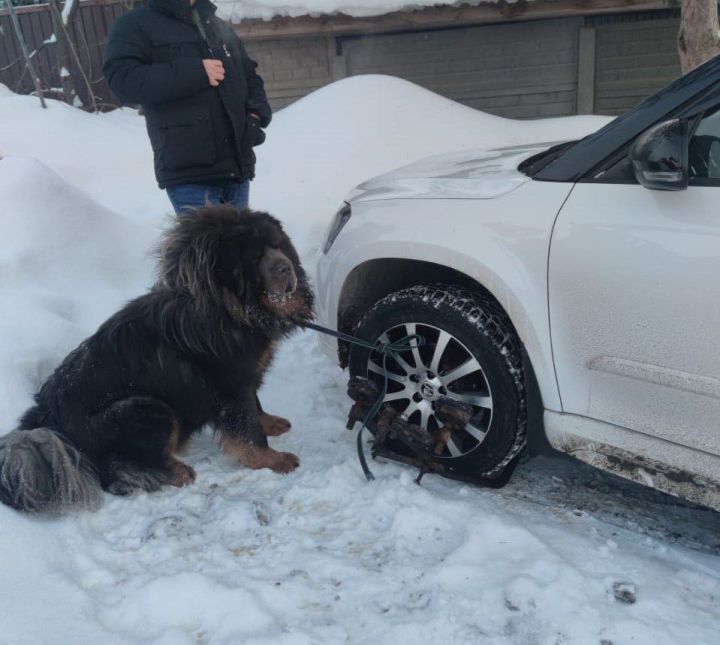 Жительница Казани привязала к машине сторожевых собак, чтобы ее авто не забрали приставы