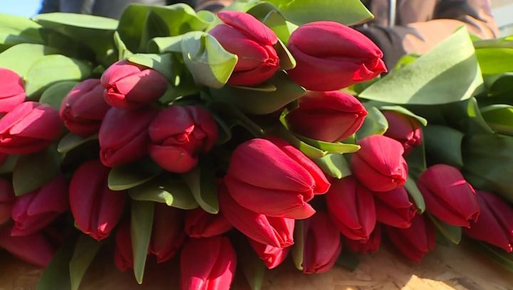 В Челнах «Горзеленхоз» высадит свыше 1,5 млн цветов к майским праздникам