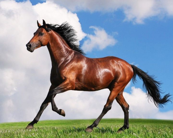 В Татарстане в очередной раз сократилось поголовье лошадей