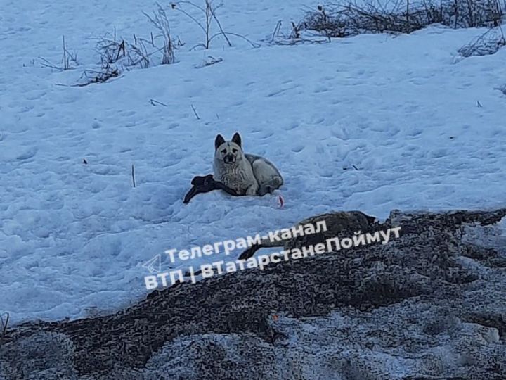 Собака неделями сидит возле мертвого четвероногого друга в Татарстане