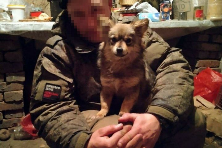 Фронтовая собака стала жить в семье погибшего бойца